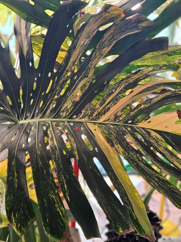 몬스테라 옐로우 델리시오사 초대품 삽수--3