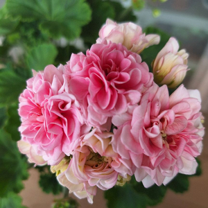 제라늄 남작부인