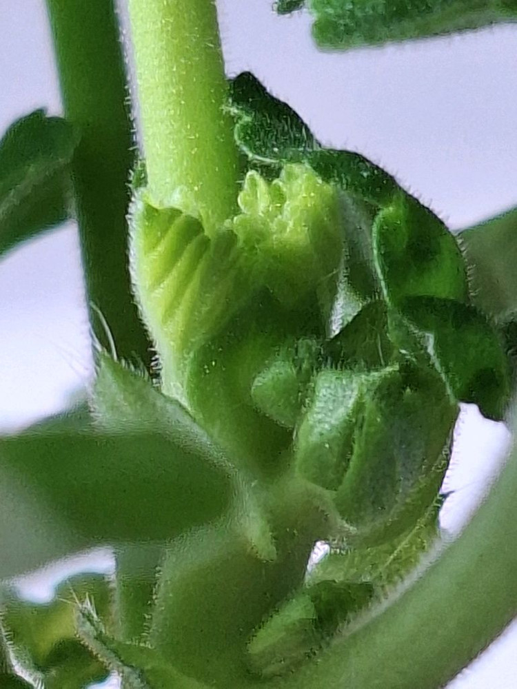 제라늄.보랏빛바람--4