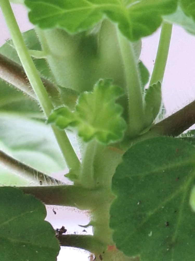 제라늄.보랏빛바람--5