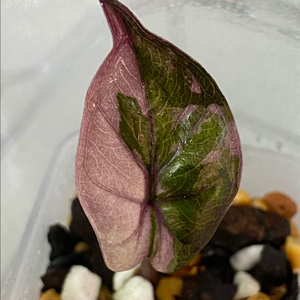 알로카시아 플럼배니그라 바리에가타(안스,호야x)