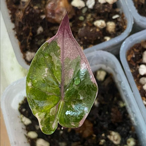 알로카시아 플럼배니그라 바리에가타(안스,호야,x)