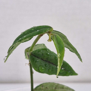 호야 벨라 그린