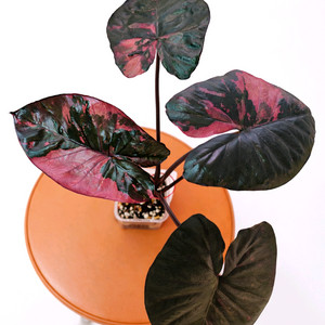 알로카시아 세렌디피티 바리에가타<안스 호야x>