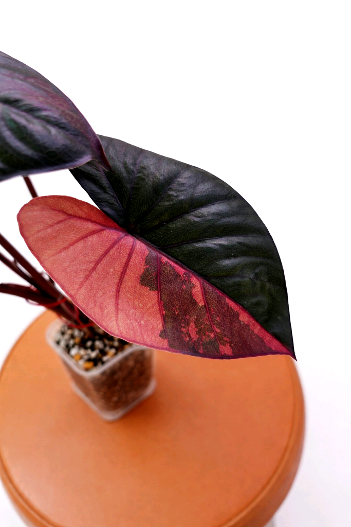 알로카시아 세렌디피티 바리에가타<안스 호야x>--2