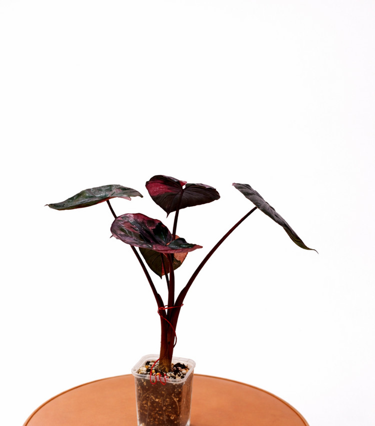 알로카시아 세렌디피티 바리에가타<안스 호야x>--3