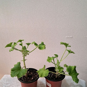 마셔니오브뷰트