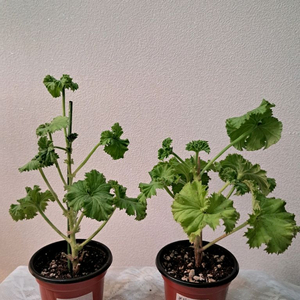 프린세스오브웨일즈