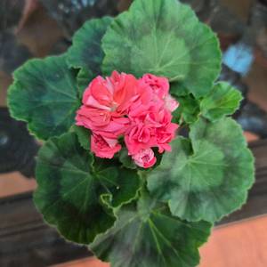 봄노을 한국제라늄