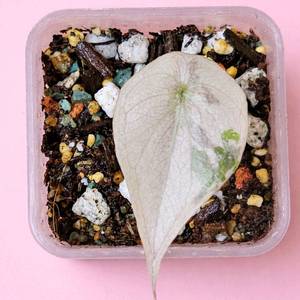 알로카시아 웬티 알보핑크 바리에가타<안스 호야x>