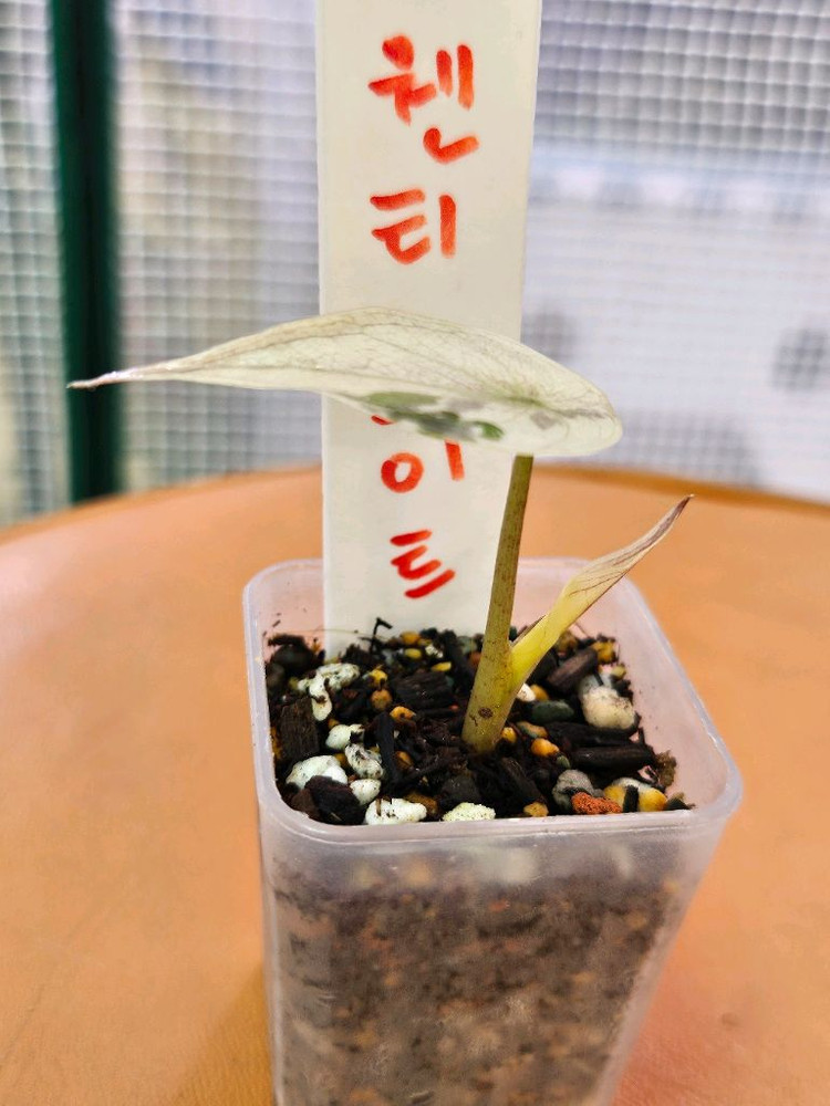 알로카시아 웬티 알보핑크 바리에가타<안스 호야x>--1