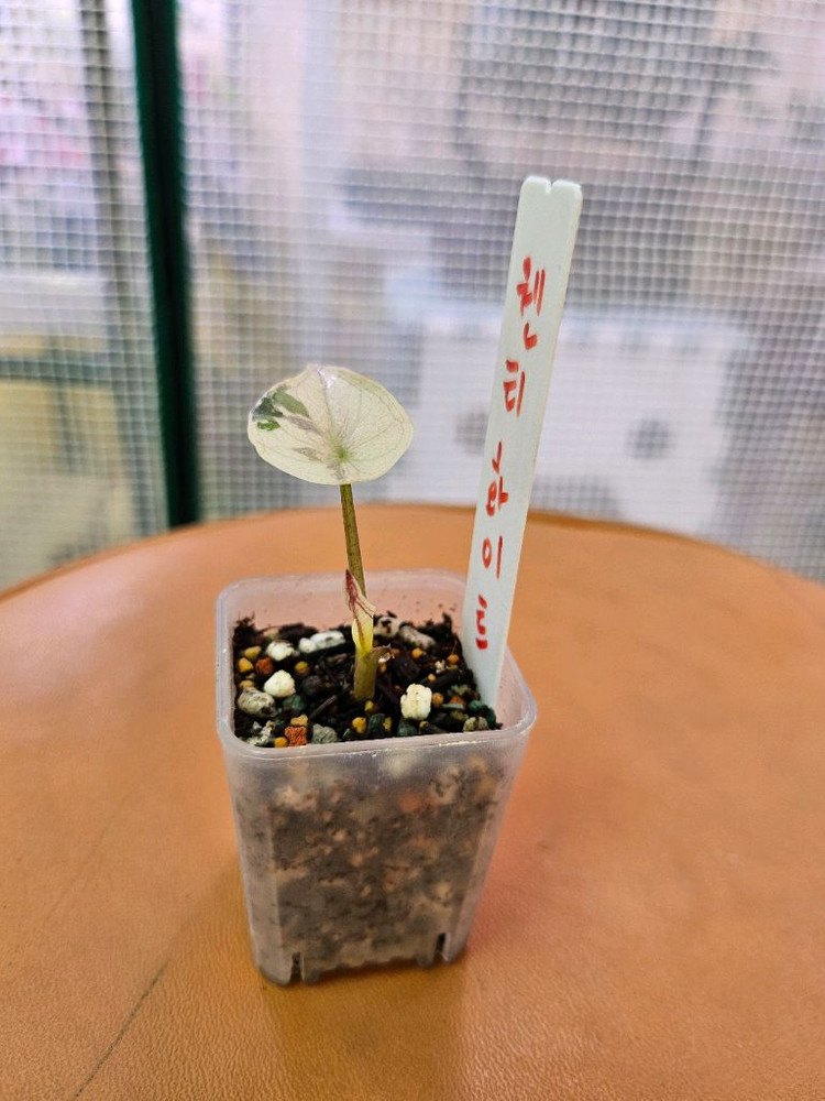 알로카시아 웬티 알보핑크 바리에가타<안스 호야x>--2