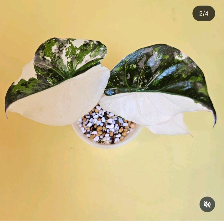 알로카시아 웬티 알보핑크 바리에가타<안스 호야x>--3