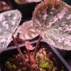 베고니아2종/츄파춥스 &핑크라바