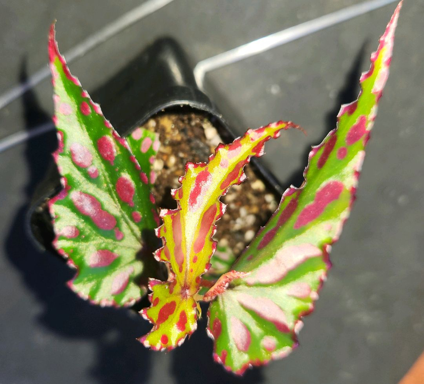 베고니아2종/츄파춥스 &핑크라바--1