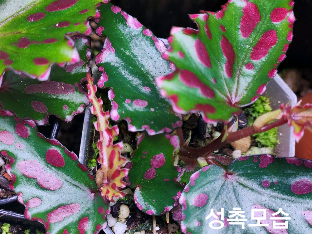 베고니아2종/츄파춥스 &핑크라바--4