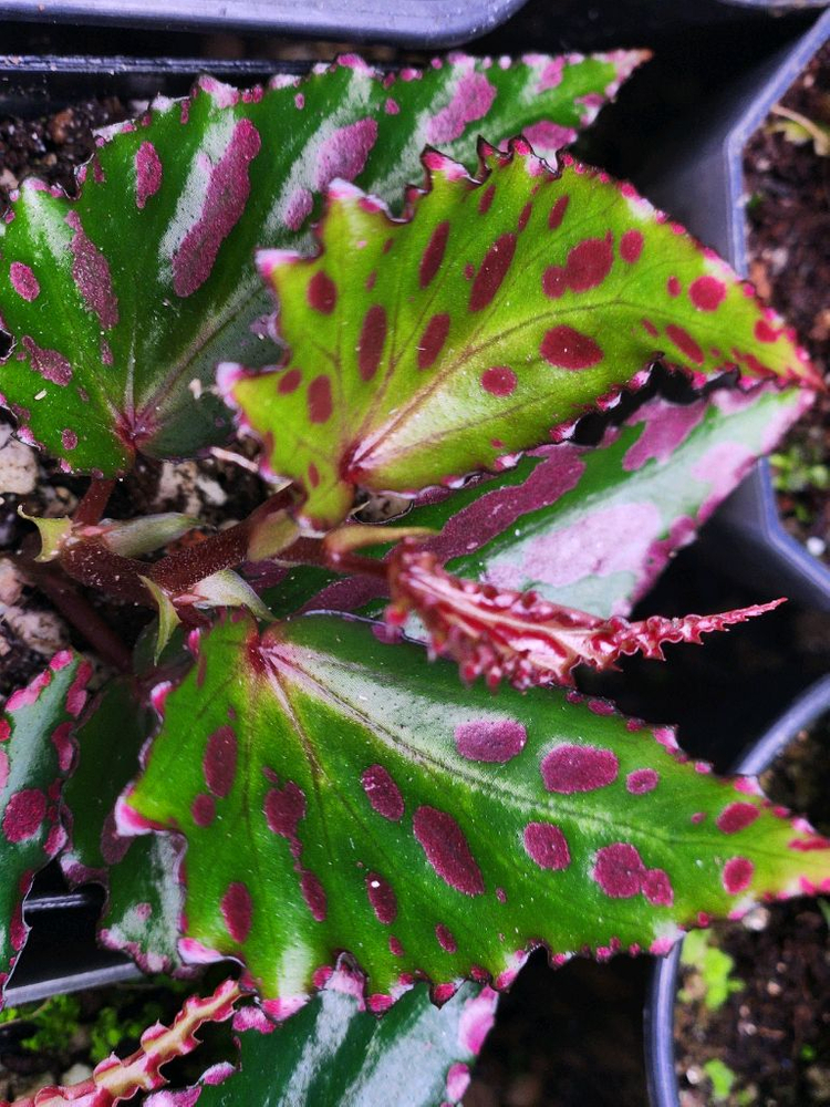 베고니아2종/츄파춥스 &핑크라바--5