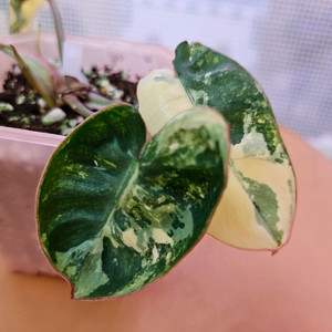 필로덴드론 빌리에티에 바리에가타