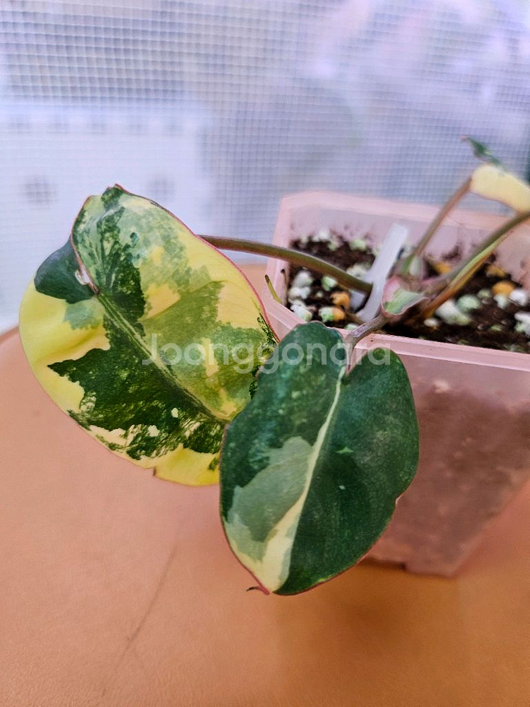 필로덴드론 빌리에티에 바리에가타--1