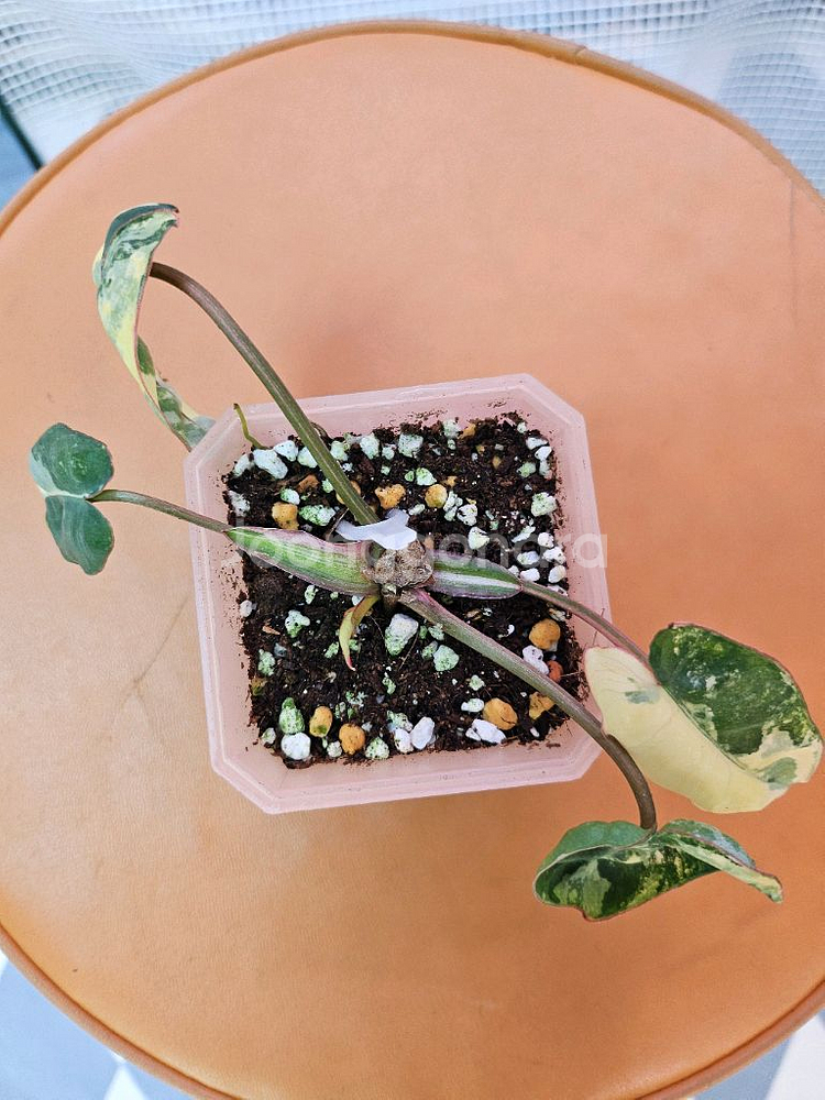 필로덴드론 빌리에티에 바리에가타--2