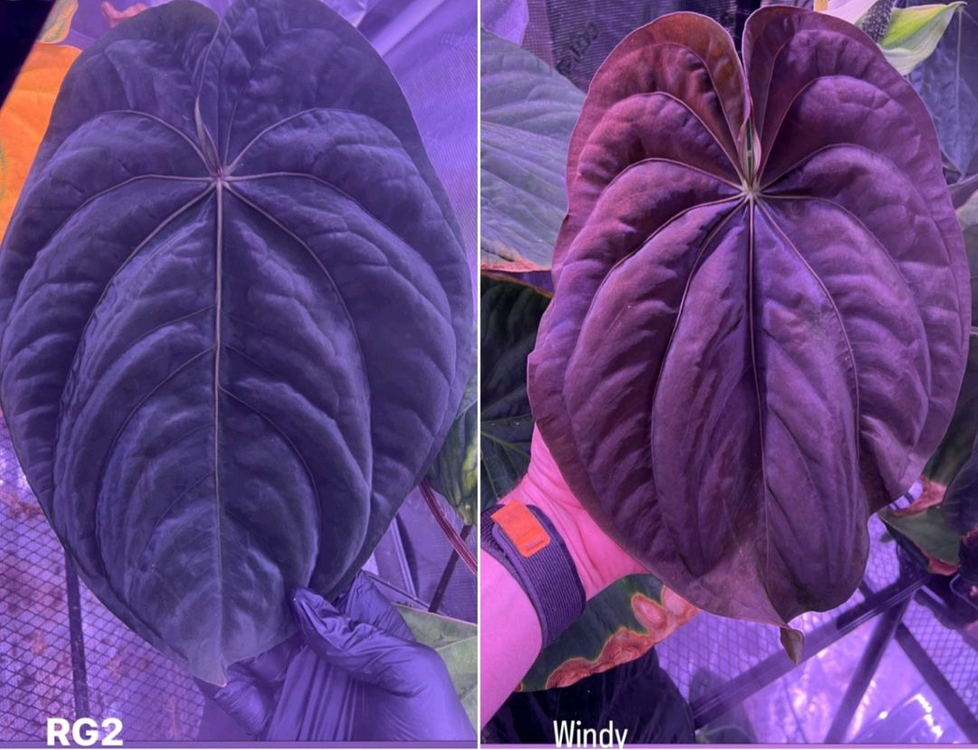 안스리움 드레스RG클론#2(JVf2)x윈디 (그랜트)--1