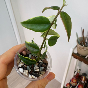 호야 벨라 알보 1번