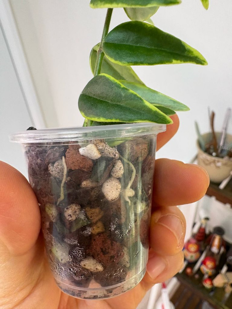 호야 벨라 알보 1번--1