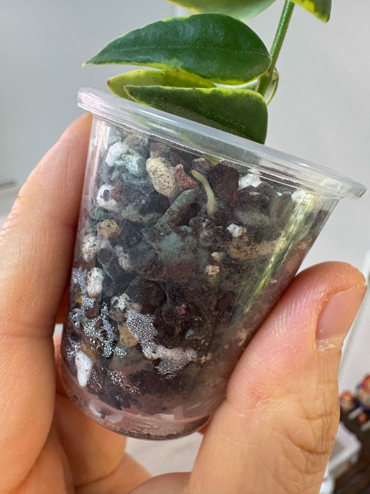 벨라 알보 2번--1