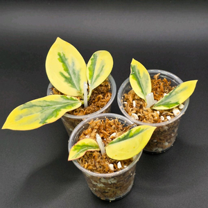 호야 에메랄드 프로스트 (예약분양)