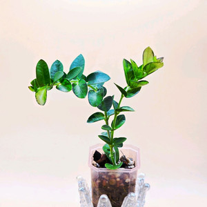 호야 쿤밍기아나 이너바리(알로x안스x)