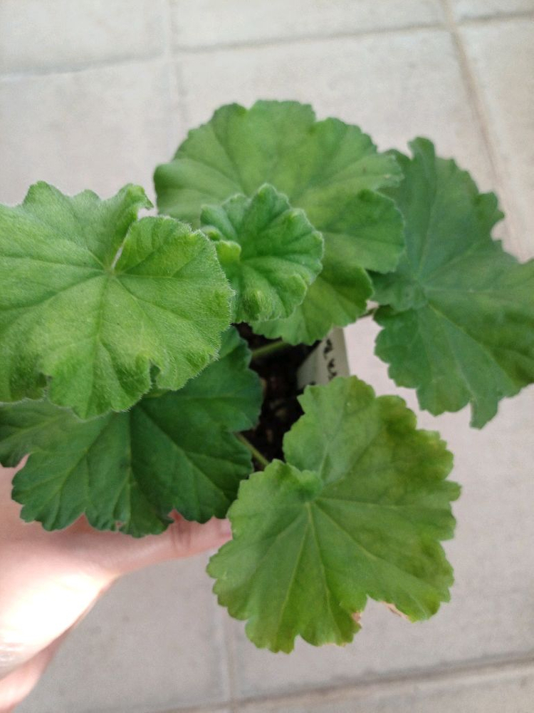 엘브루스와 제라늄 3종 세트--1