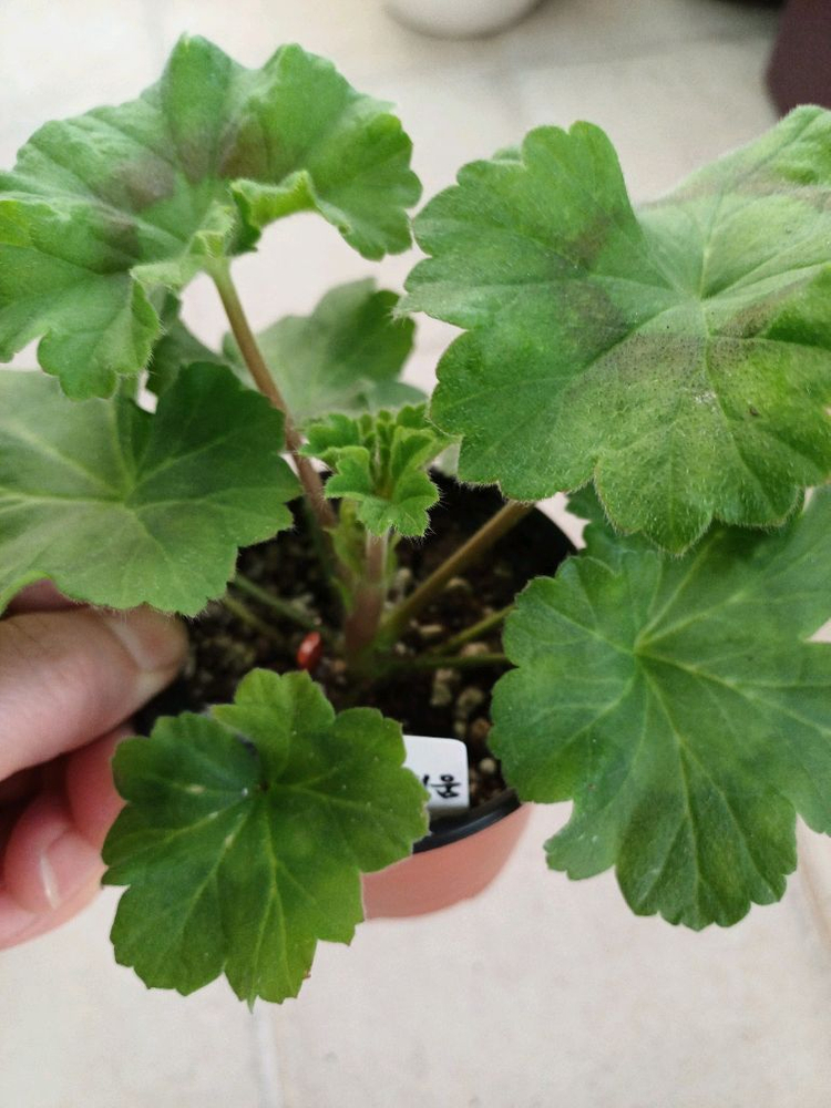 엘브루스와 제라늄 3종 세트--2