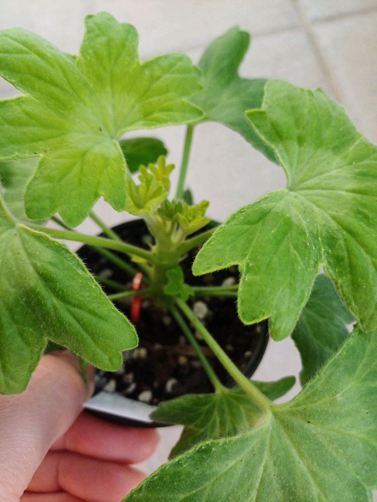 엘브루스와 제라늄 3종 세트--3