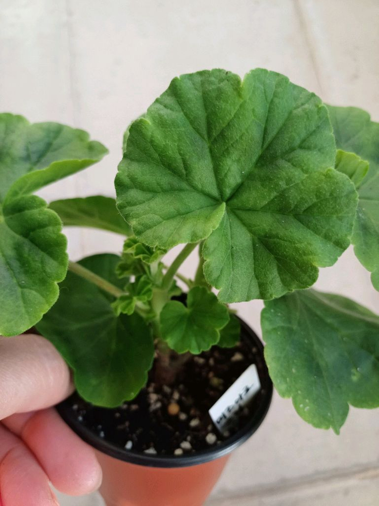 엘브루스와 제라늄 3종 세트--4