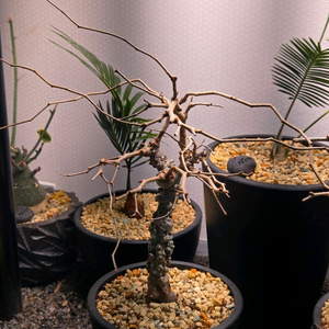 operculicarya pachypus 오퍼큐리카야 파키푸스 실생