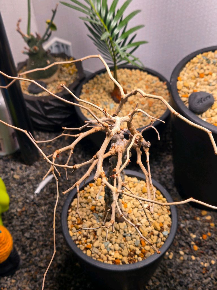 operculicarya pachypus 오퍼큐리카야 파키푸스 실생--1