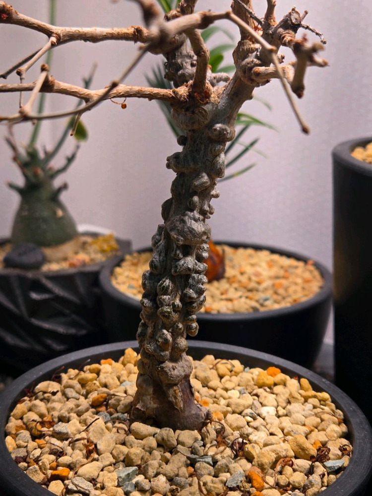 operculicarya pachypus 오퍼큐리카야 파키푸스 실생--2