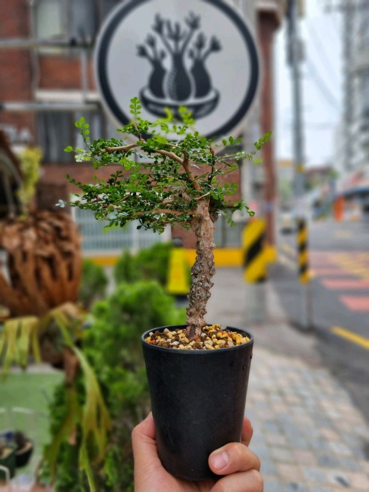 operculicarya pachypus 오퍼큐리카야 파키푸스 실생--3