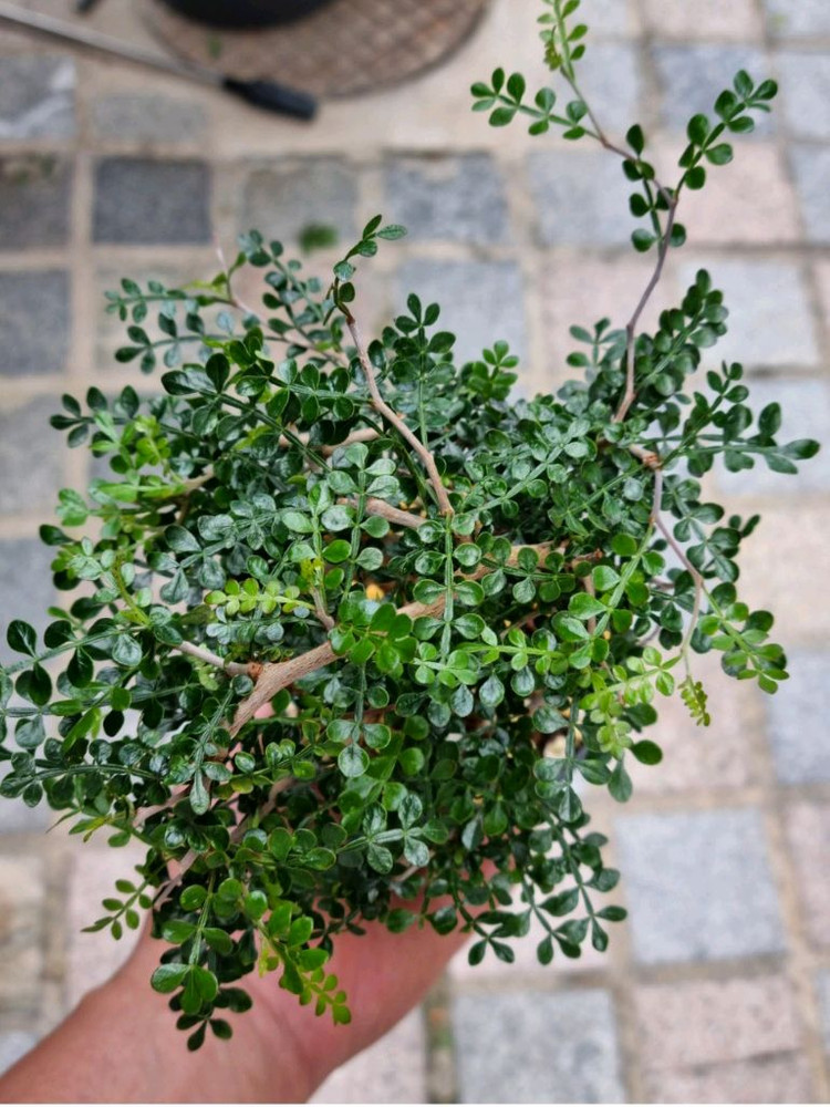 operculicarya pachypus 오퍼큐리카야 파키푸스 실생--4