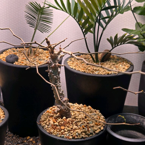 operculicarya pachypus 오퍼큐리카야 파키푸스 실생