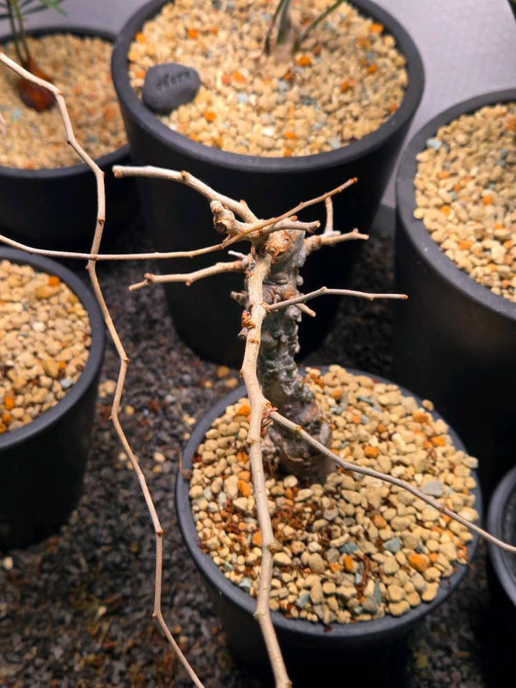 operculicarya pachypus 오퍼큐리카야 파키푸스 실생--1