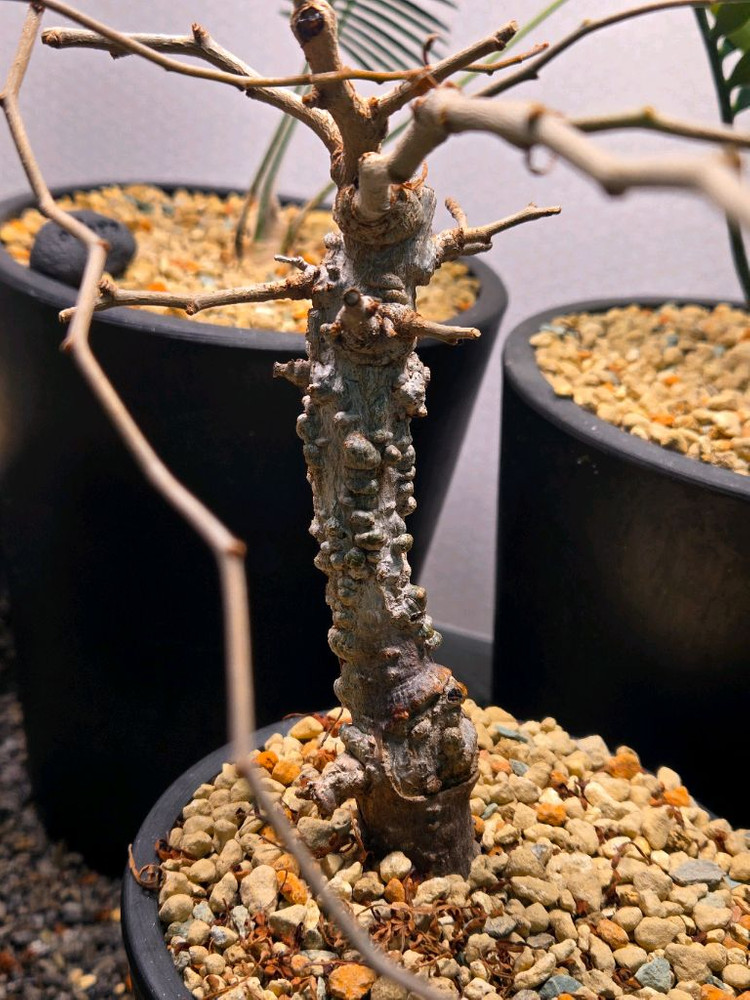 operculicarya pachypus 오퍼큐리카야 파키푸스 실생--2