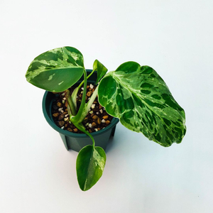 몬스테라 델리시오사 불바사우르 Monstera Deliciosa Bulbasaur