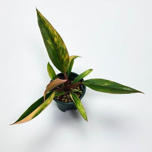 [할인] 필로덴드론 카라멜마블 바리에가타