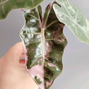 (자구있음)알로카시아 푸세이도 산데리아나 알보 바리에가타