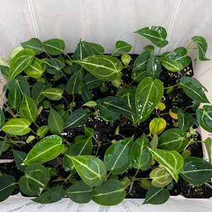 안스리움 포게티 시들링 박스