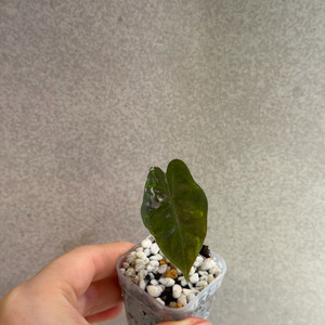 알로카시아 푸세이도 핑크 바리에가타 자구묘