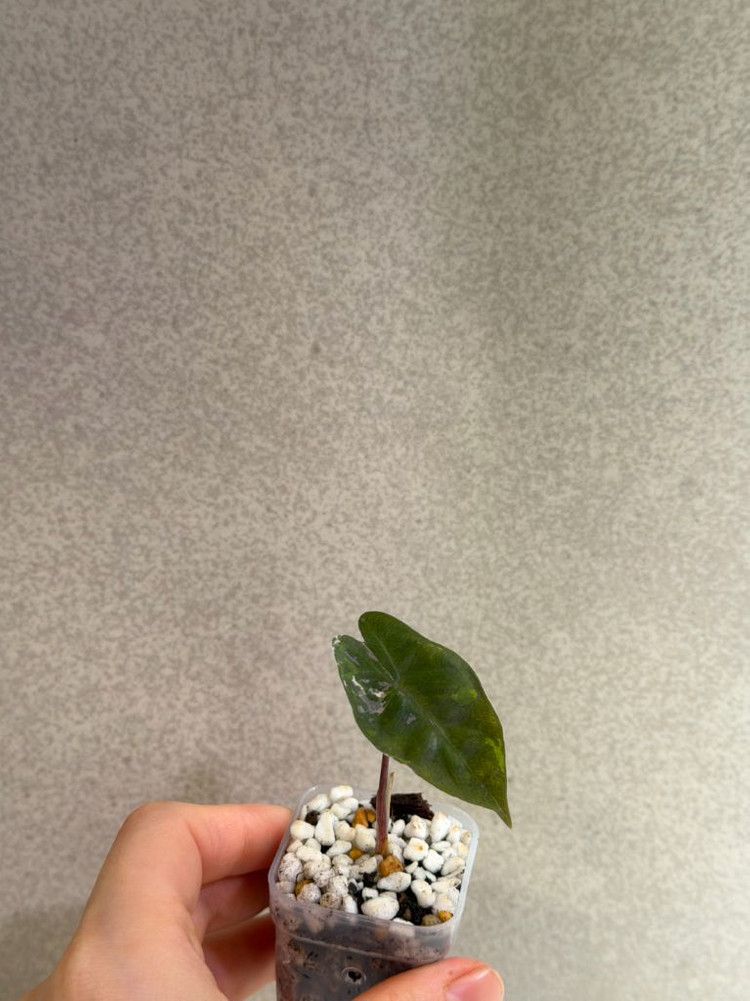 알로카시아 푸세이도 핑크 바리에가타 자구묘--1