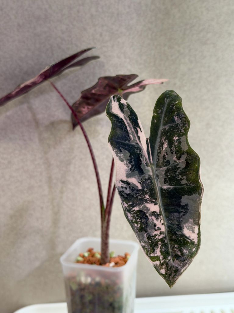 알로카시아 푸세이도 핑크 바리에가타 자구묘--3