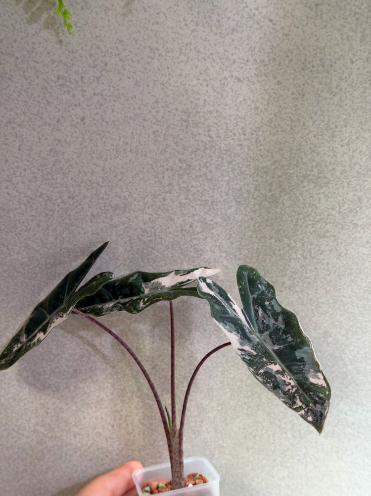 알로카시아 푸세이도 핑크 바리에가타 자구묘--4